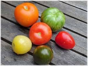 Erfolg kann vielfältig sein - Beispiel: Tomaten